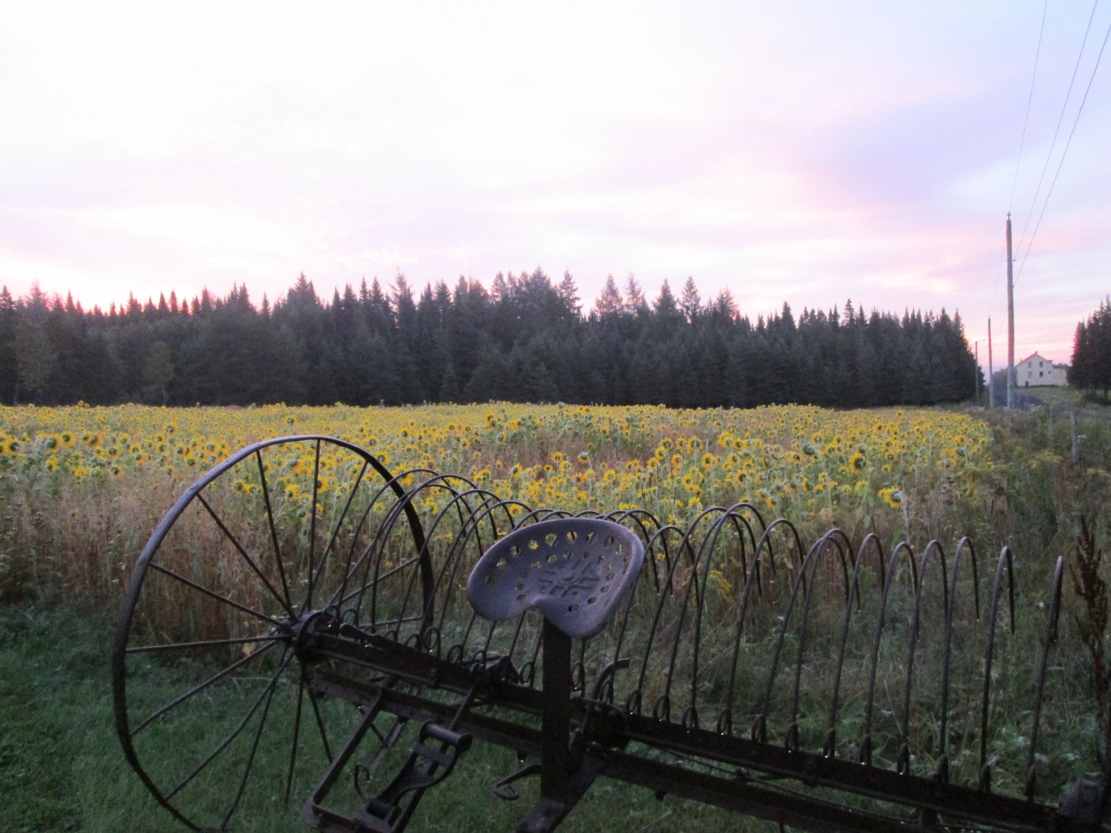 Una bicicleta en un campo de girasoles, con un bosque al fondo.