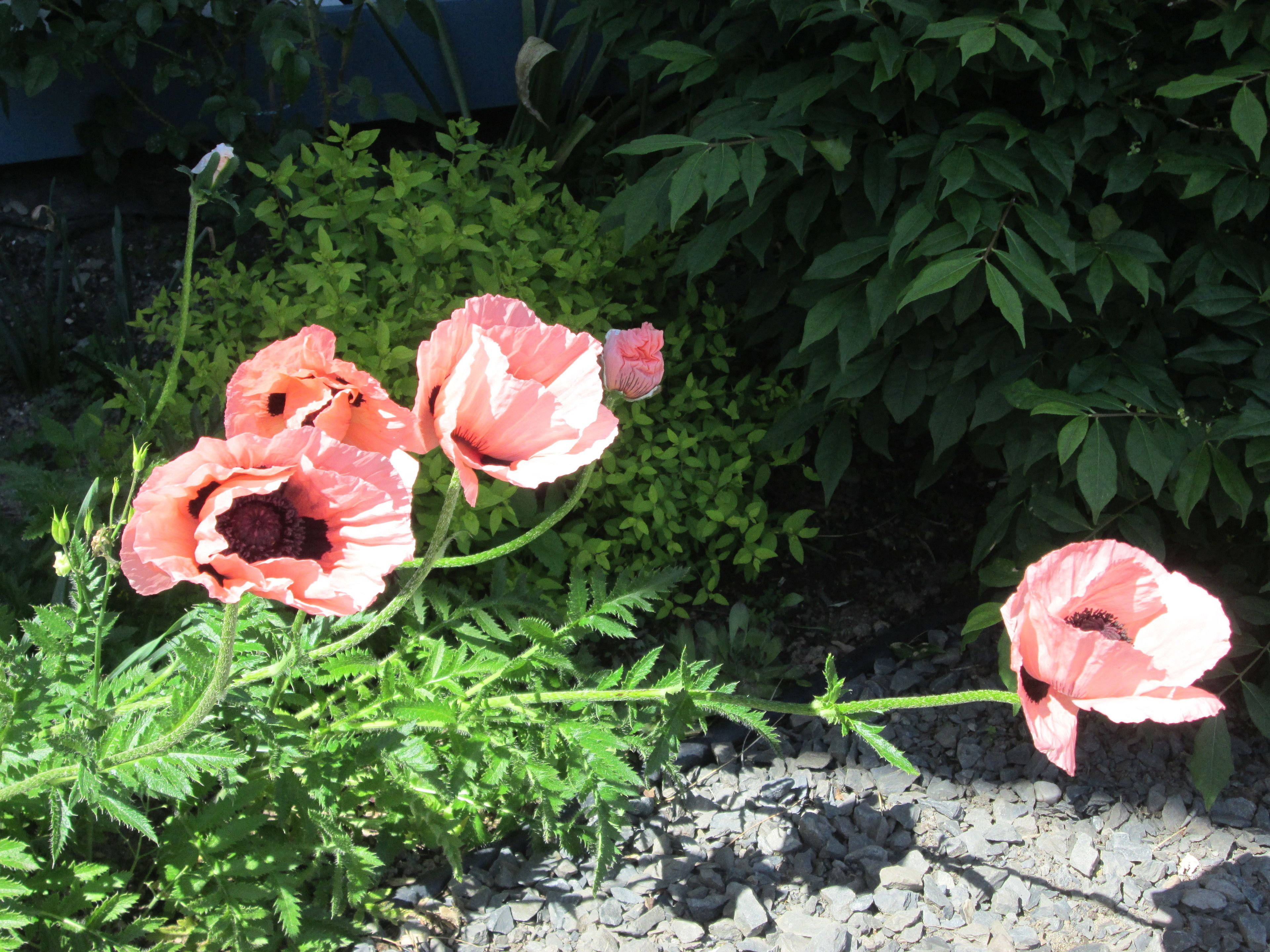 Un jardín con flores rosadas y follaje verde.