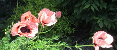 Un jardín con flores rosadas y follaje verde.
