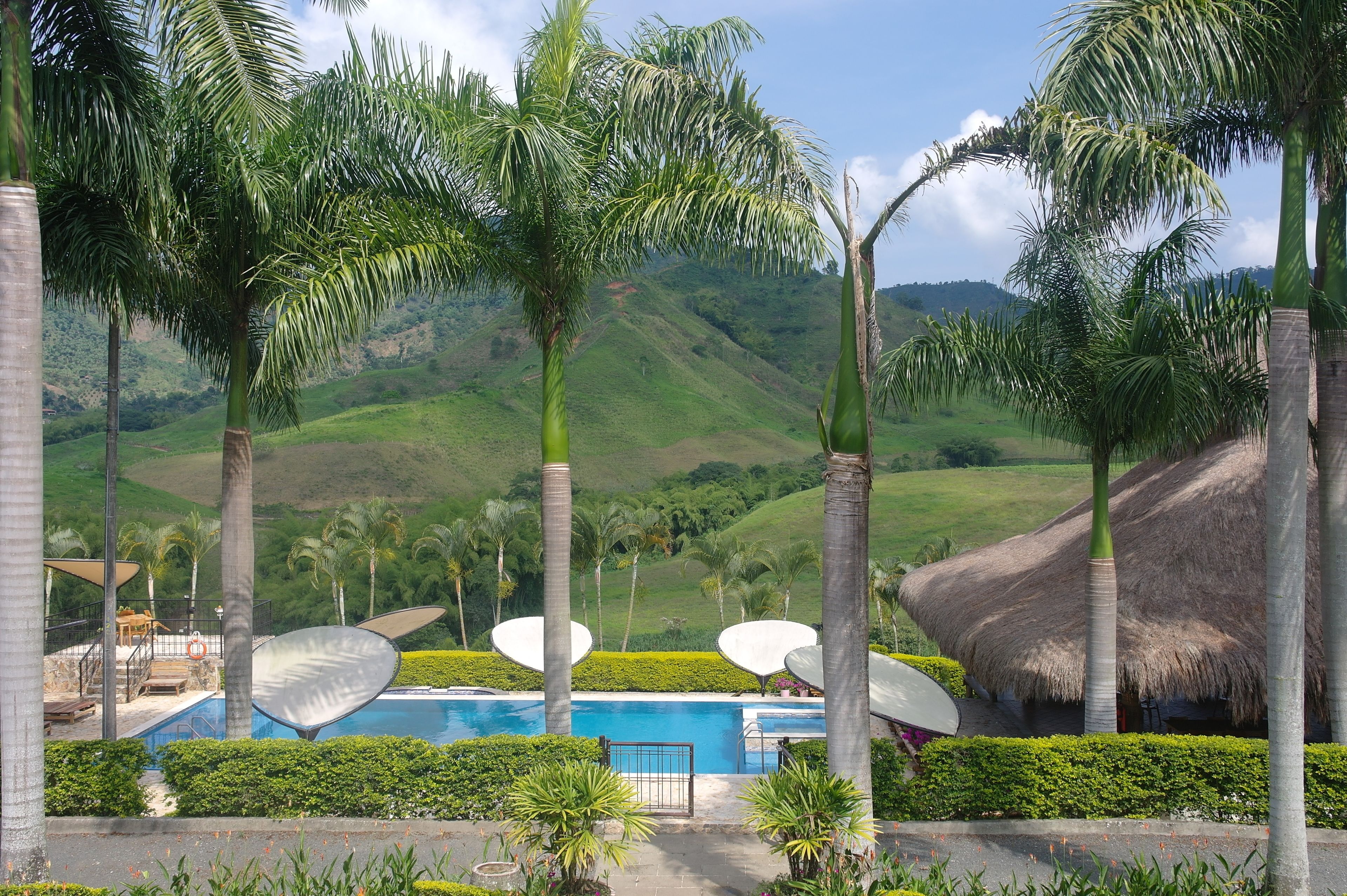 A pool area with palm trees, a thatched-roof structure, and a view of green hills.