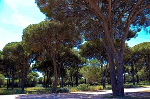 A pathway through a park with tall trees and a clear sky. - Rural house with a private pool (CONIL DE LA FRONTERA)