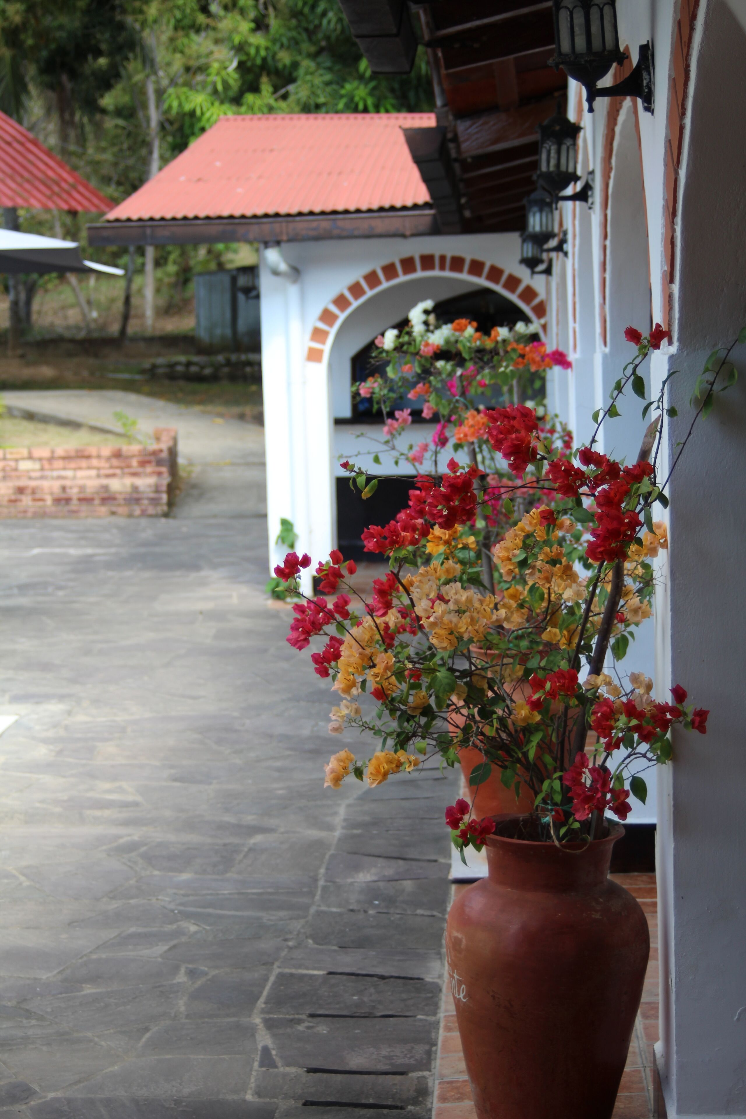 Una planta en maceta con flores rojas y amarillas frente a un edificio de techo rojo y pared blanca.