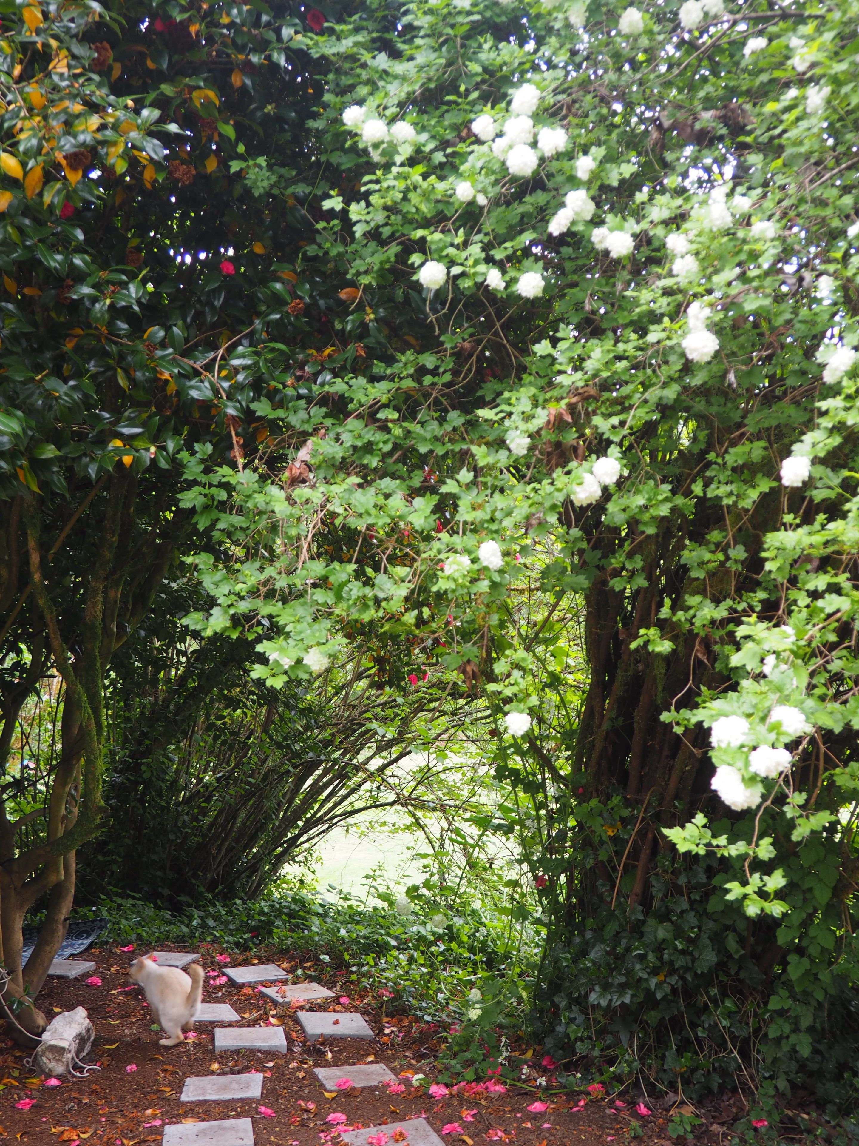 舒適帳棚, 1 張標準雙人床 | 客房景觀