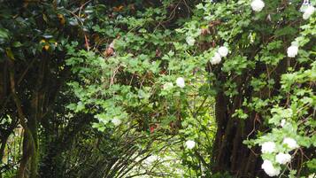 Tenda Comfort, 1 Tempat Tidur Double | Pemandangan dari kamar