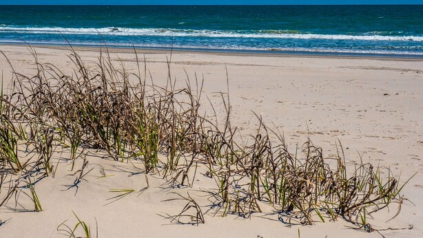 Een strand met zand en zeewier.