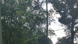 Een tuin met een naaldboom, mulch en een geplaveid pad.