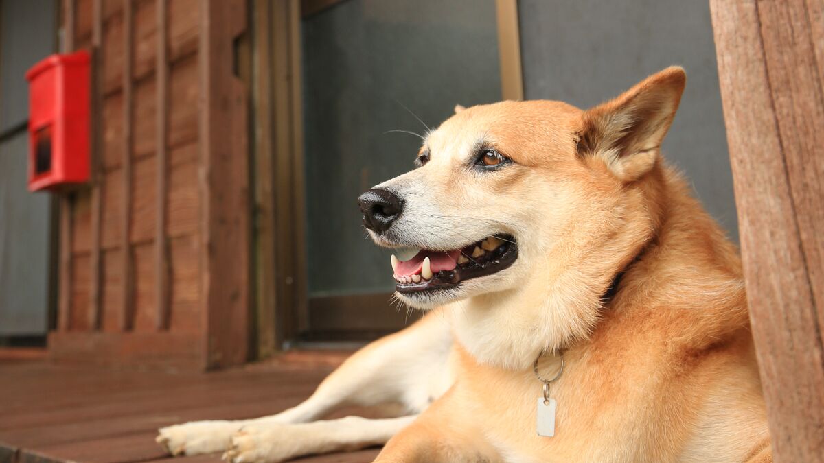 A dog lying on a wooden deck with a red mailbox in the background.