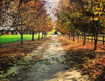 The driveway