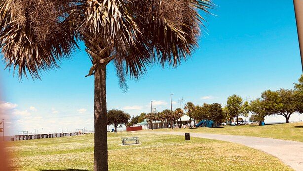 A park with a palm tree, a picnic table, and a playground in the background.