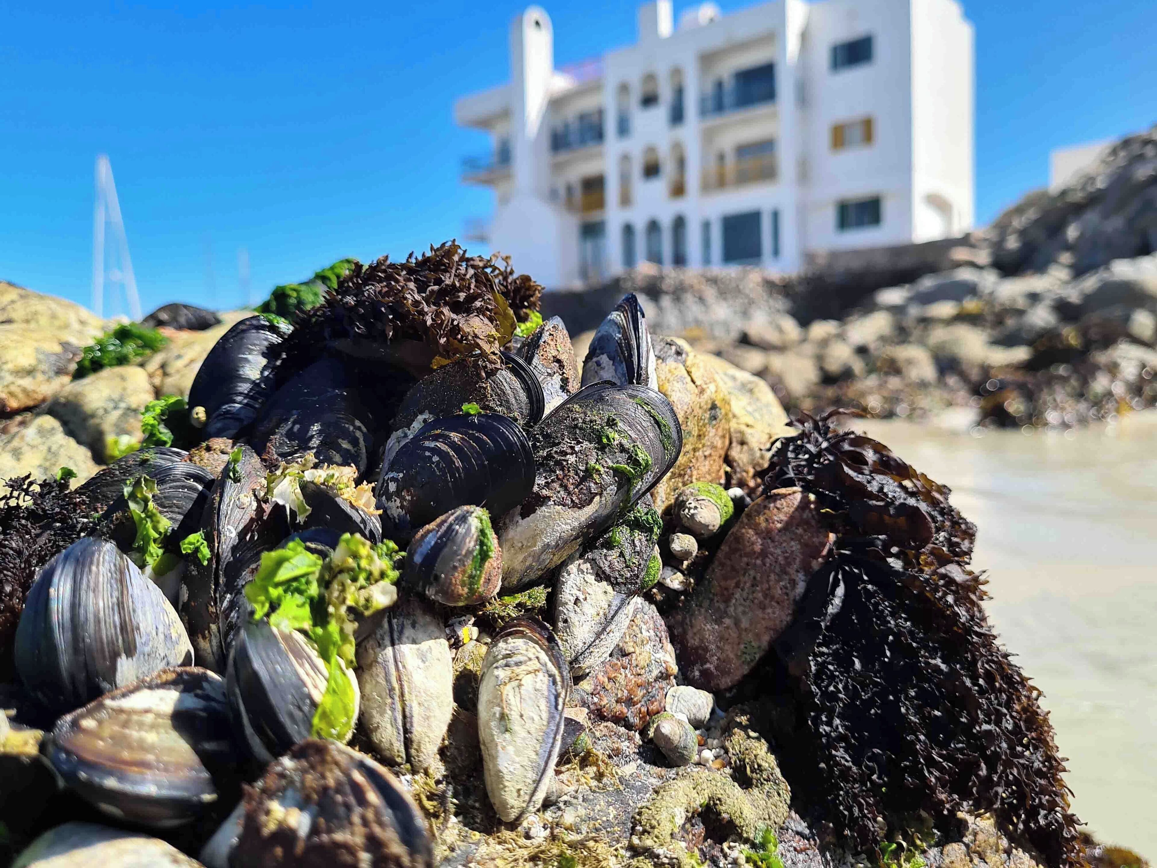 A rocky beach with mussels and seaweed. In the background, there is a white building with multiple floors and balconies.