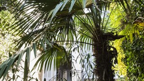 A lush garden with a variety of tropical plants and a stone structure. - Luxury Design Hotel Particulier le 28 (Aix-en-Provence)