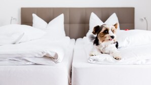 Una cama con ropa de cama blanca y un perro acostado sobre ella.