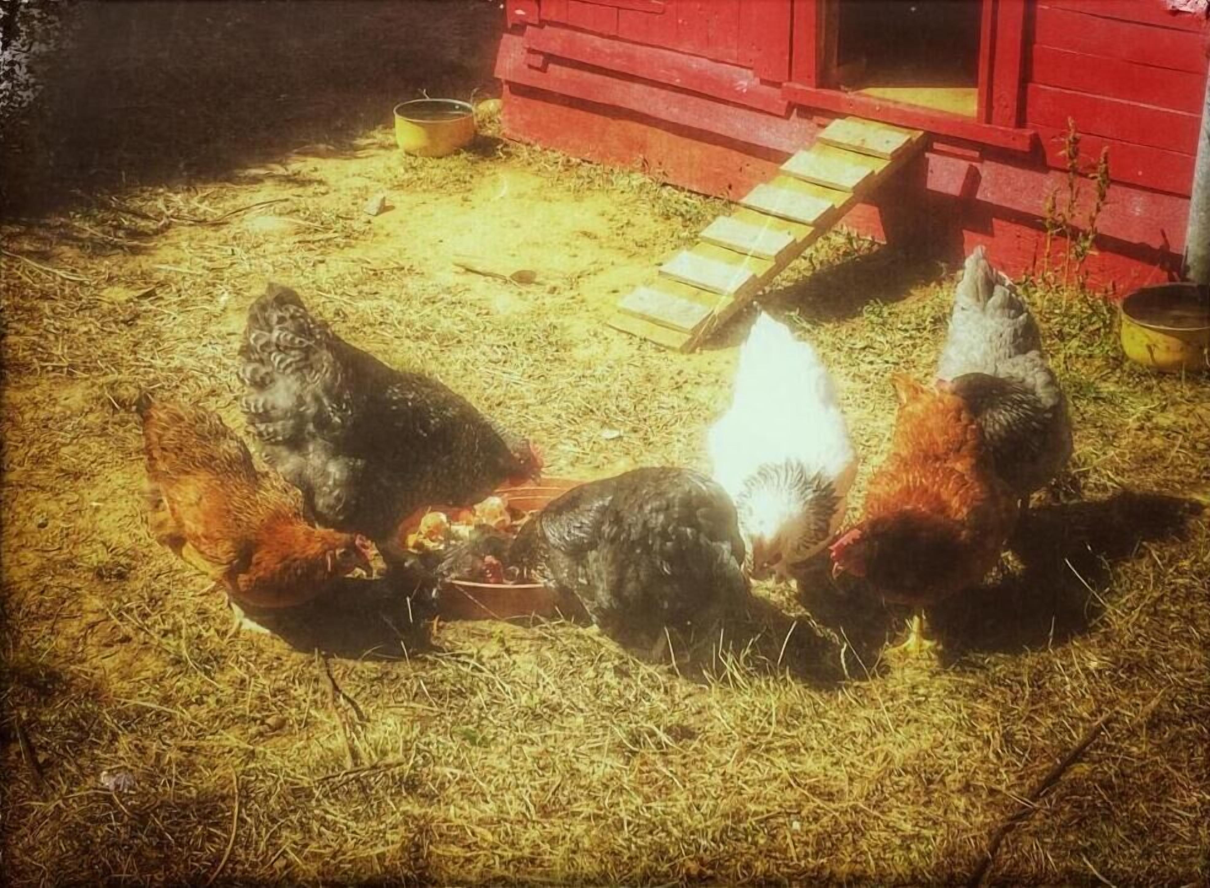 Un grupo de gallinas comiendo en un terreno cubierto de paja, con un granero rojo al fondo.