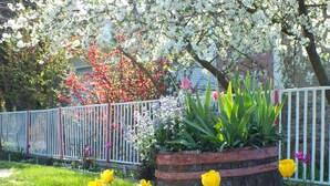 Een tuin met een houten plantenbak gevuld met gele en rode tulpen, omgeven door een witte hek.