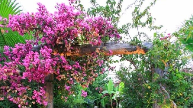 A stone pathway leading through a garden with a pergola covered in pink flowers. - Emek Pansiyon (Kemer)
