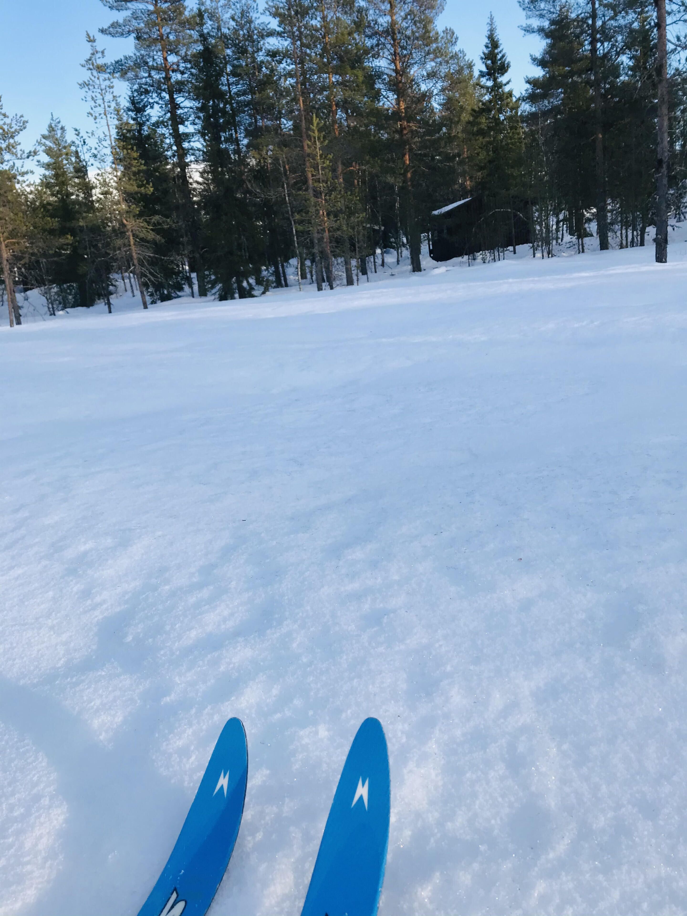 A pair of blue skis on a snowy surface with a forest in the background.