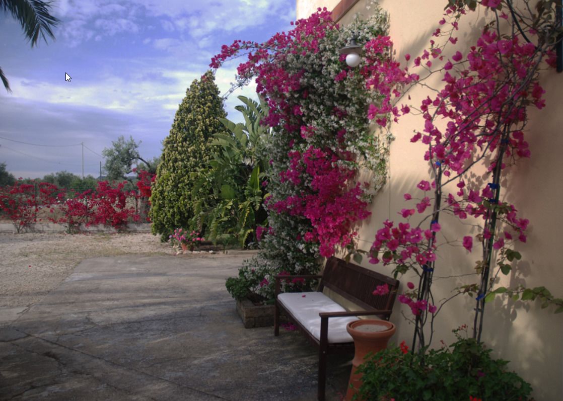 Un patio con un banco, plantas en macetas y enredaderas de buganvilla.