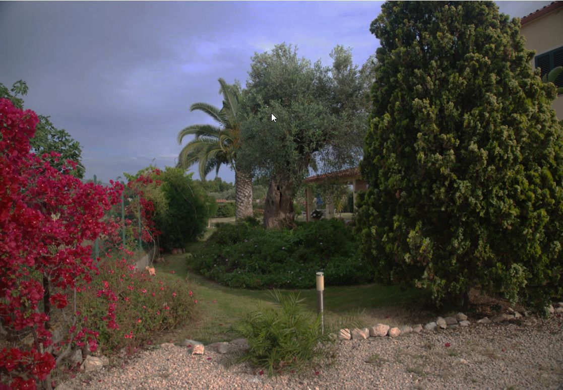 A garden with various plants and a palm tree.