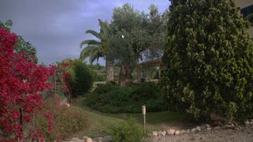 A garden with various plants and a palm tree.