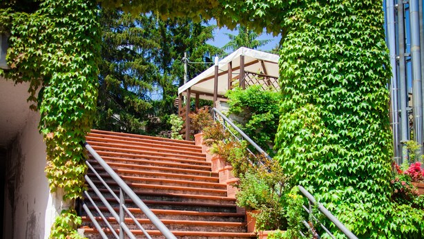 Una escalera con escalones rojos y barandilla de metal, rodeada de hiedra verde y plantas en macetas.