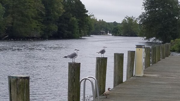 A wooden pier with seagulls perched on posts, overlooking a calm body of water with trees in the background.