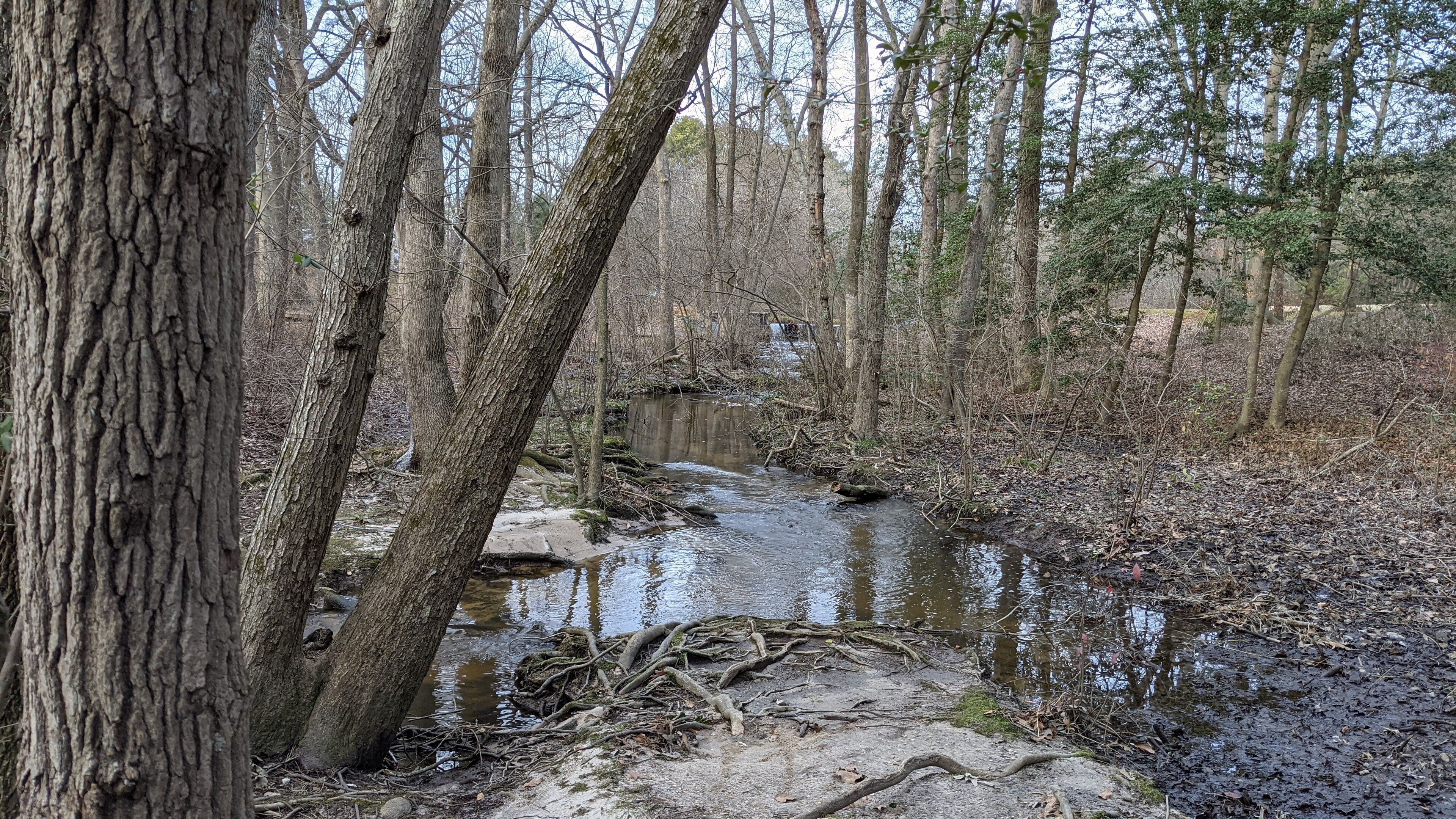 Ein bewaldetes Gebiet mit einem Bach, Bäumen und einem Feldweg.