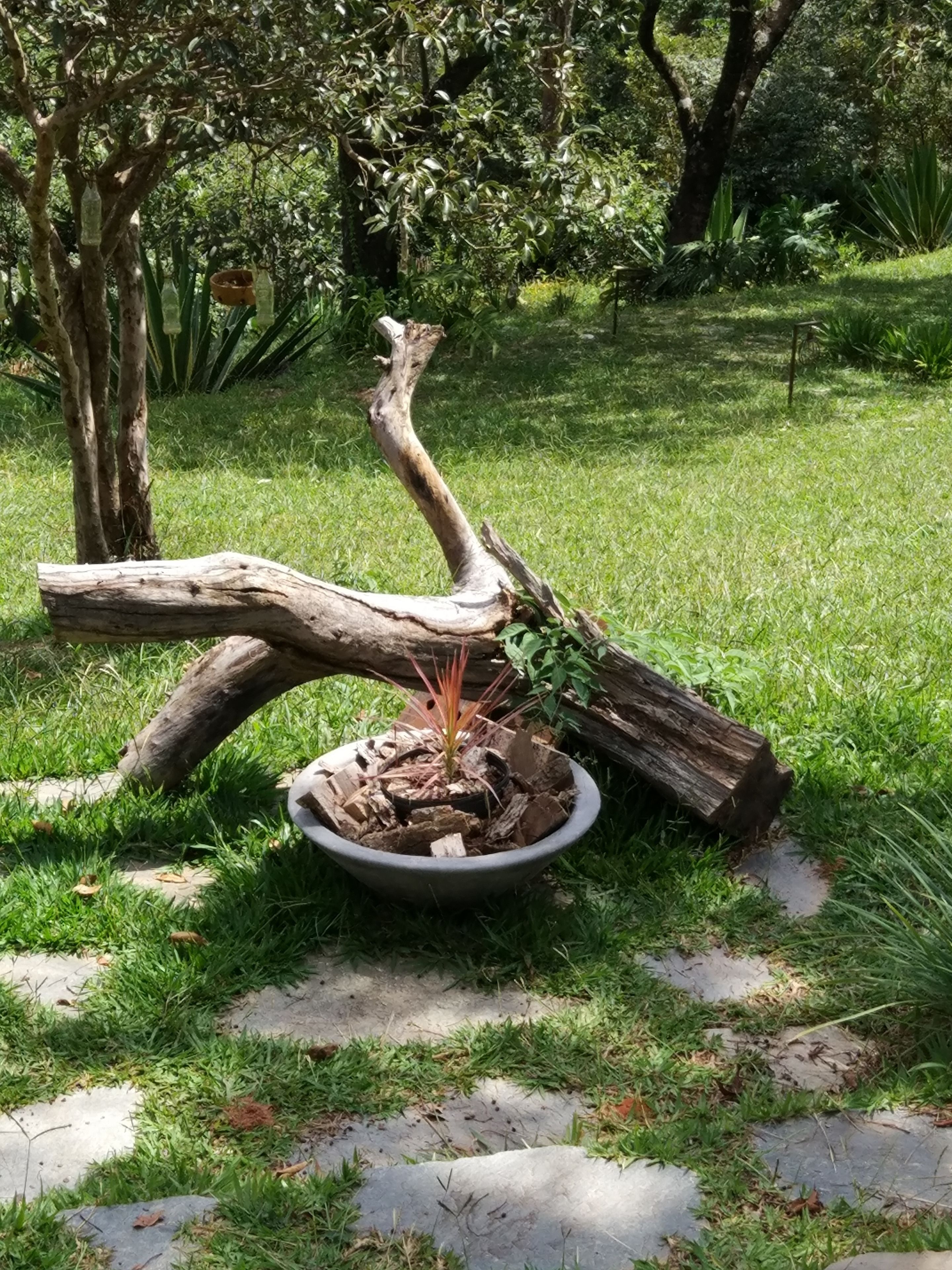 Un jardin avec un grand arbre, une structure en bois et une plante en pot.