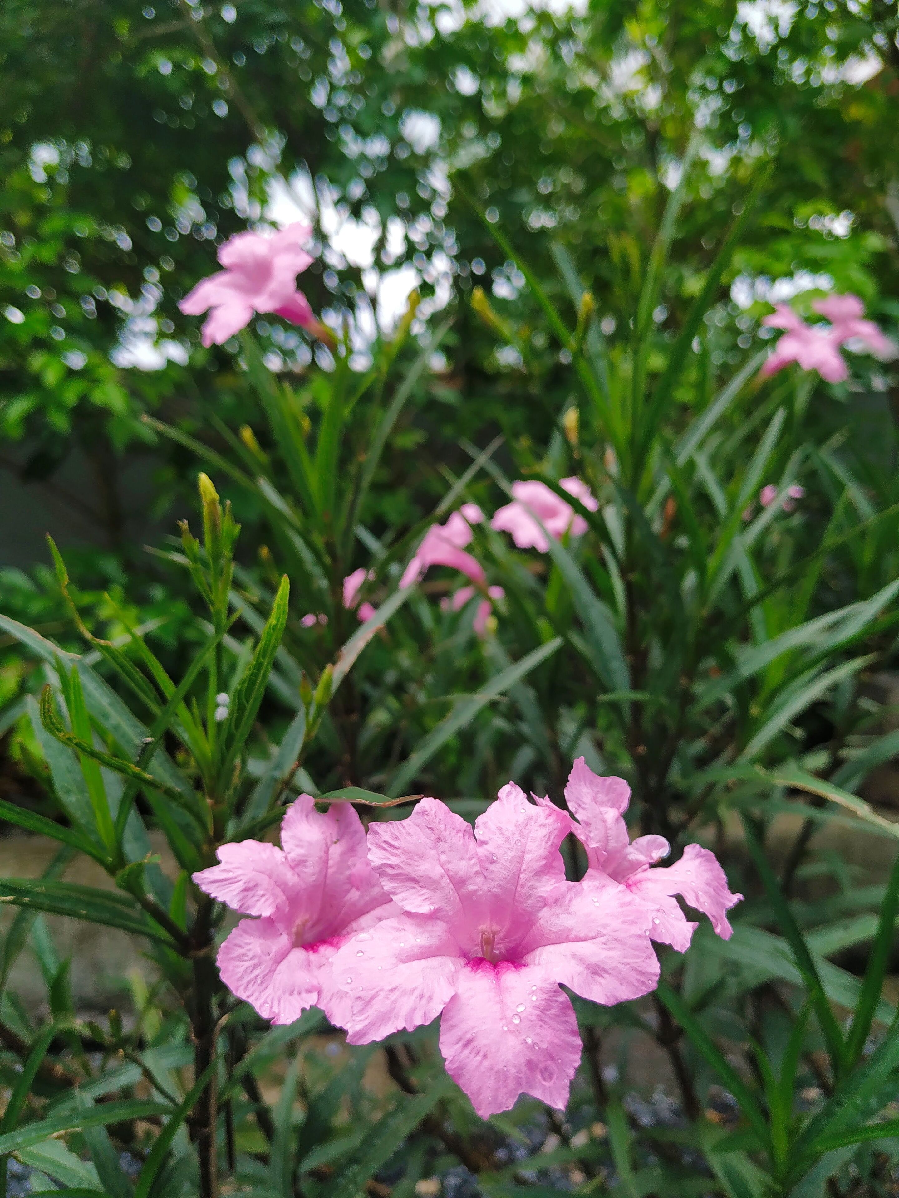 庭園