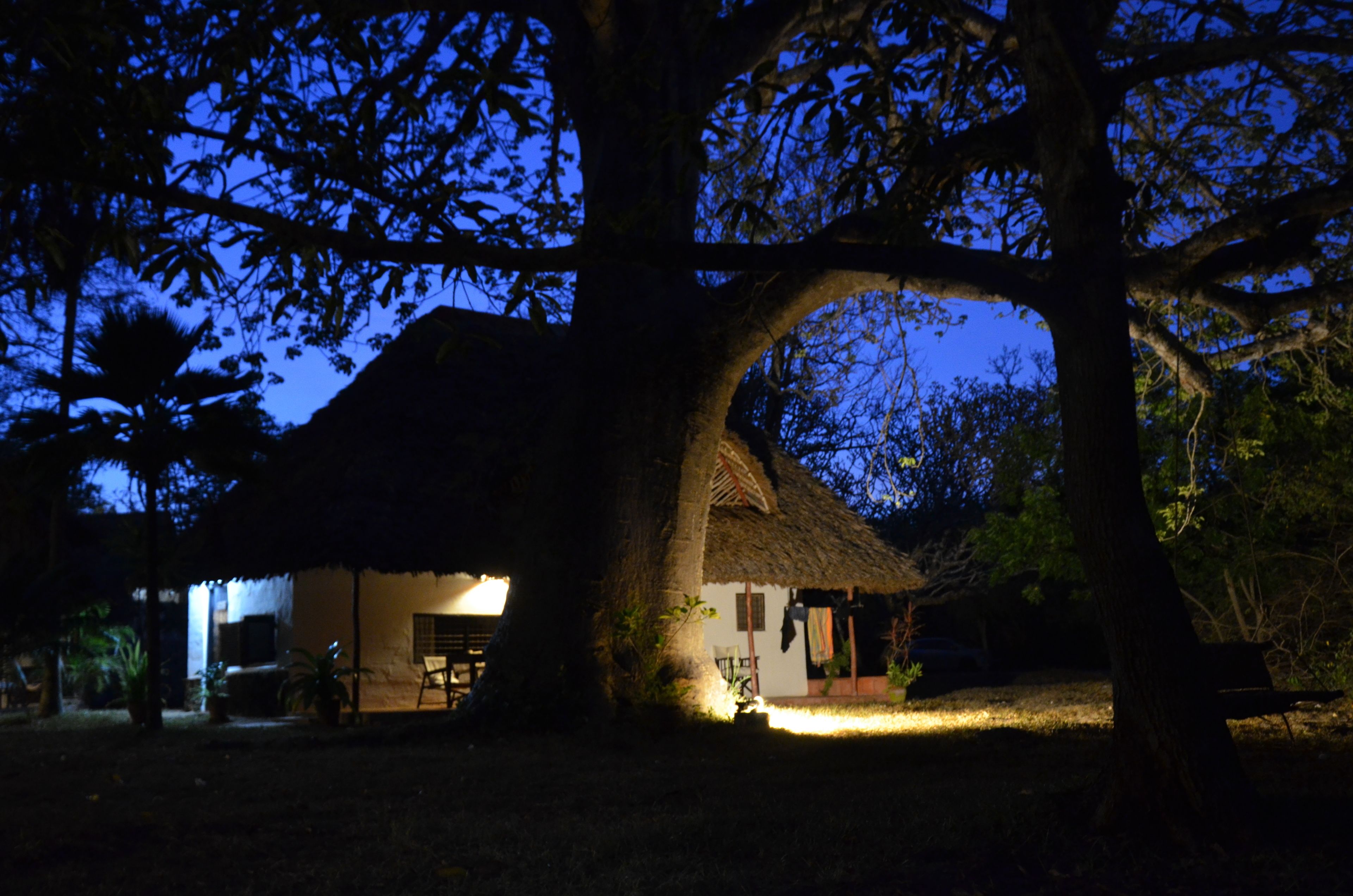 A house with a thatched roof, surrounded by trees, and a bench in the foreground.