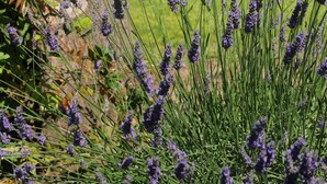 A garden with lavender plants and a hammock. - Les Chambres d'Andréa (Marseillan)