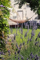 Jardim