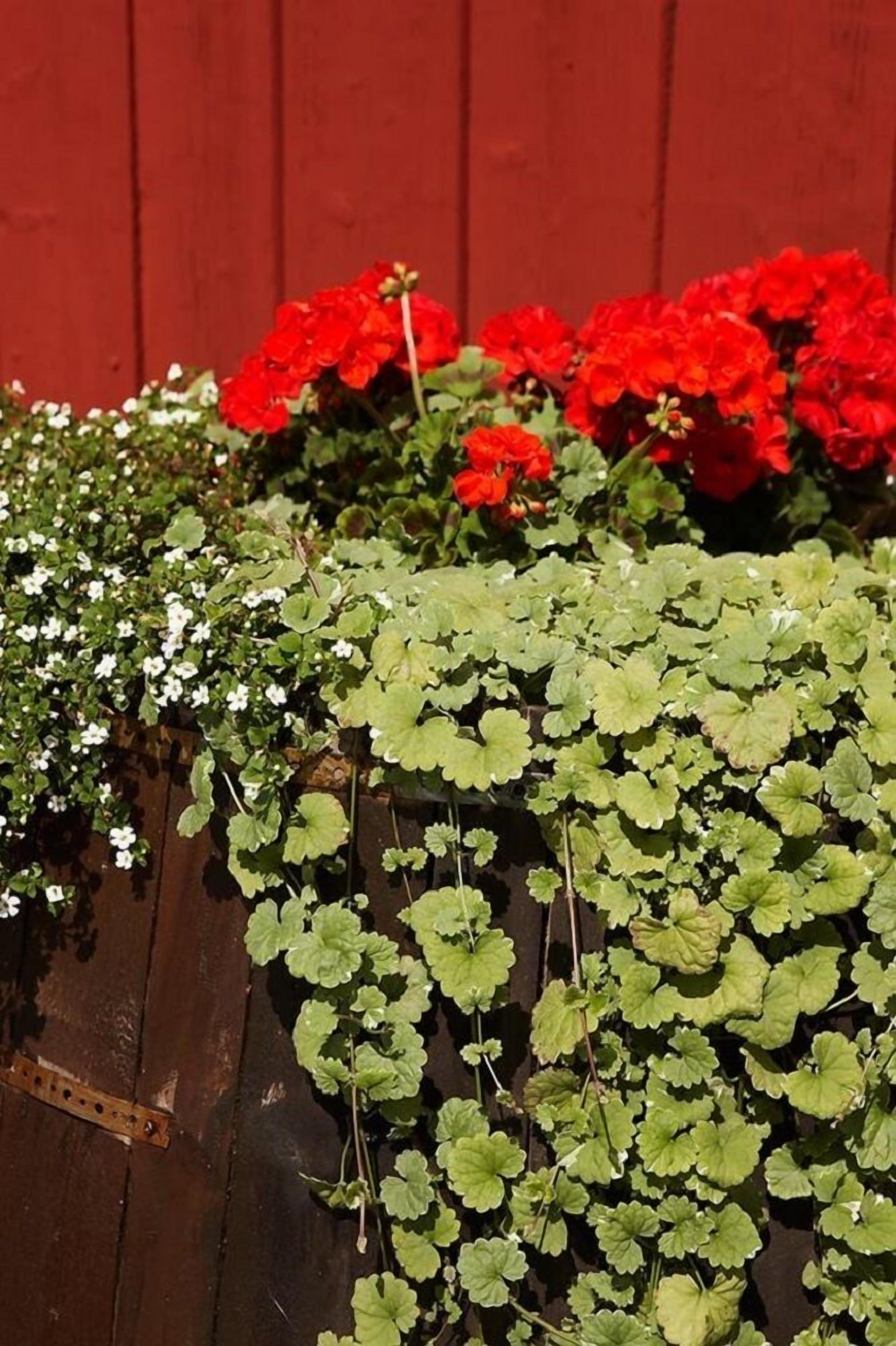 A wooden surface with green and red plants.