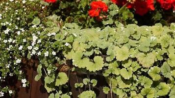 A wooden surface with green and red plants.
