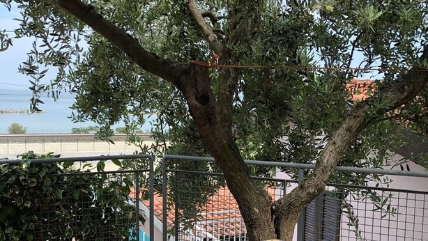 A table with a sunflower pattern under a tree. - Villaggio Turistico Dea Cupra (Cupra Marittima)