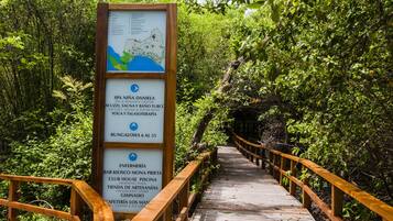 A wooden boardwalk leading through a lush, green forest.