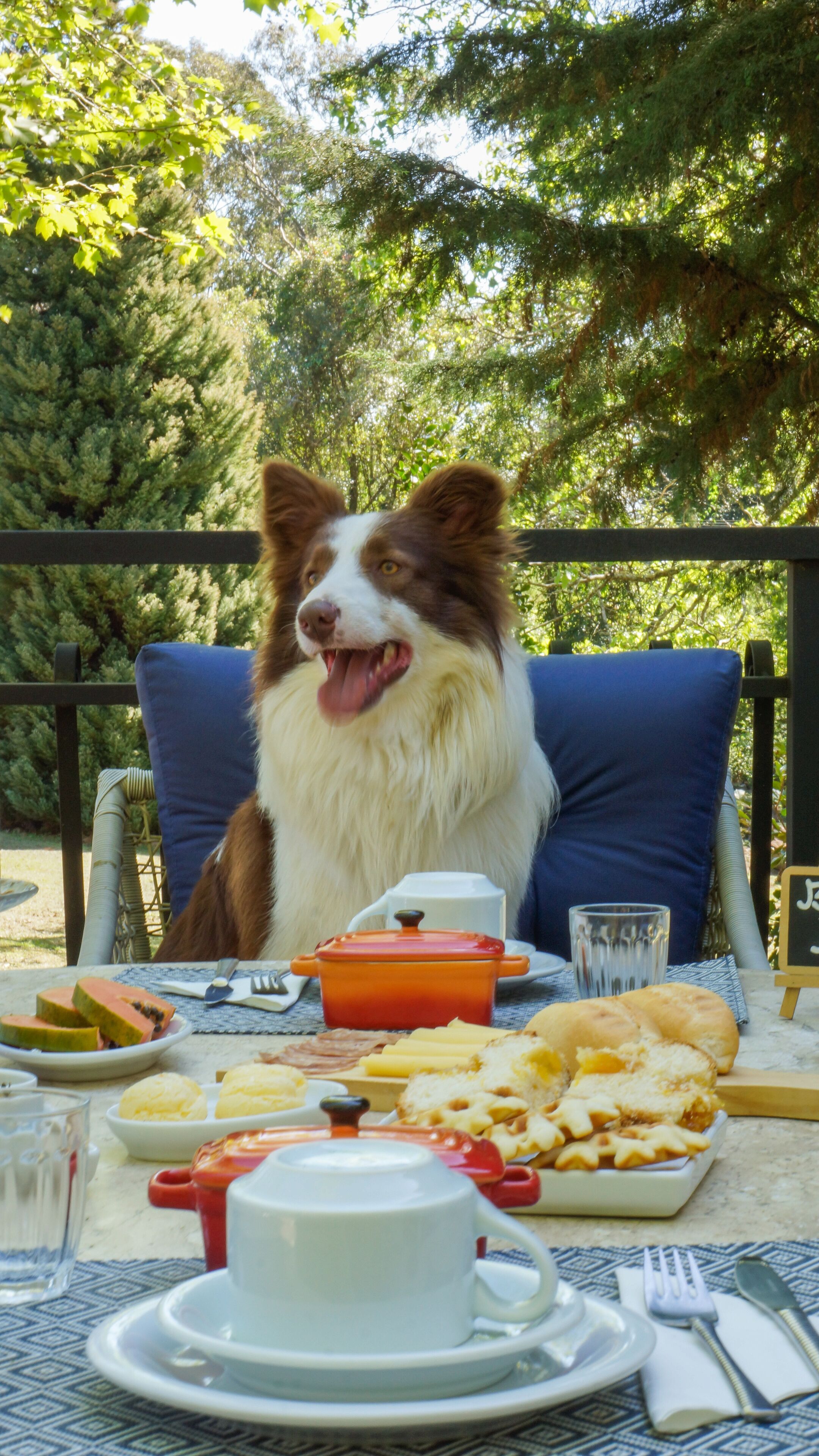 Un perro sentado a una mesa con comida y bebidas.