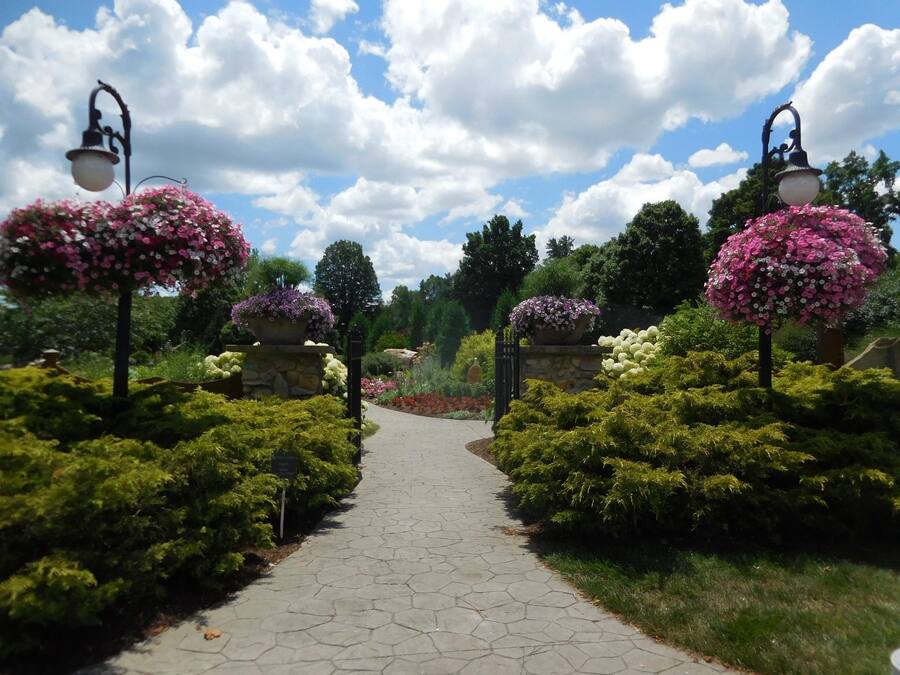 Un vialetto in giardino con piastrelle di pietra, circondato da vegetazione lussureggiante e piante fiorite.