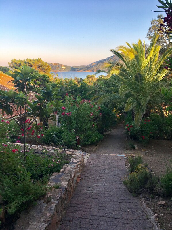 A paved pathway leading through a garden with various plants and flowers.