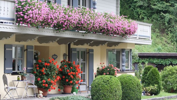 A two-story house with a balcony covered in pink flowers, a front porch with a table and chairs, and a large potted plant with red flowers. - Apartment 2, 98sqm, balcony, kitchen, 2 bedrooms, 1 living room, max. 2 pers. (Ruhpolding)