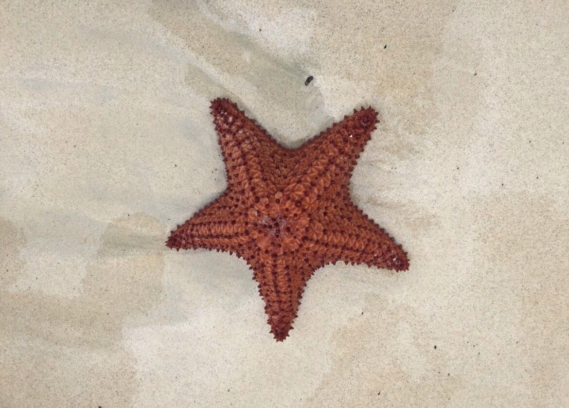 A starfish on a sandy surface.