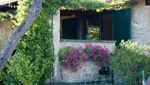 A stone building with a window covered by green shutters, a tree with ivy, and a wall-mounted planter with pink flowers. - Il Borgo Centro Vacanze (Guardistallo)