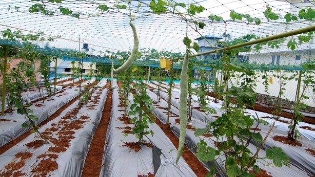A greenhouse with rows of plants supported by trellises and covered with plastic sheets. - Ayur Bethaniya Ayurveda Hospital (Talappilly)