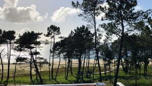 Una playa con pinos y cielo despejado.