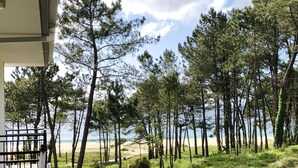 Un sendero pavimentado que conduce a una playa, con altos pinos y un cielo despejado.
