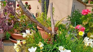 Uma planta em vaso com flores brancas e amarelas, em um jardim.