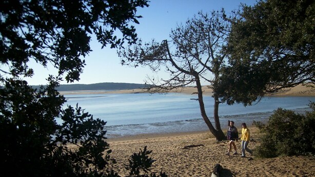 A beach scene with two people walking, a dog, and trees in the foreground.