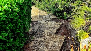 A pathway leading to a coastal view with dense greenery and a clear blue sky.
