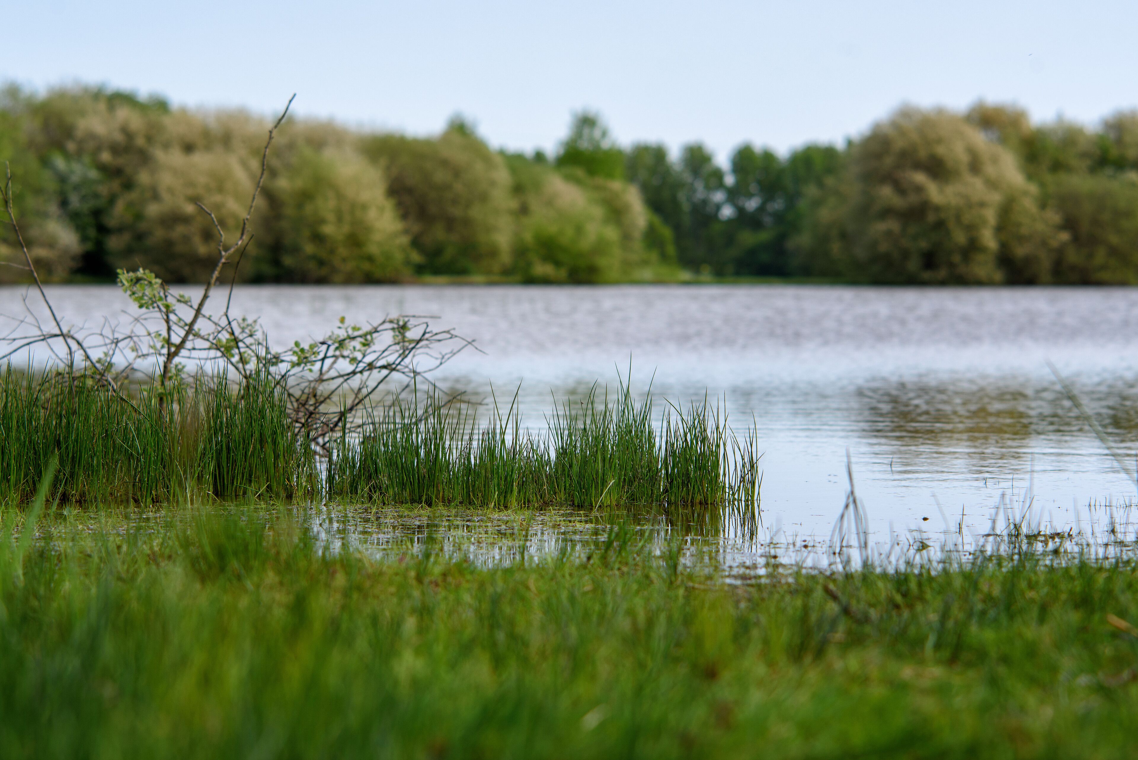 A calm lake with grassy banks and trees in the background.