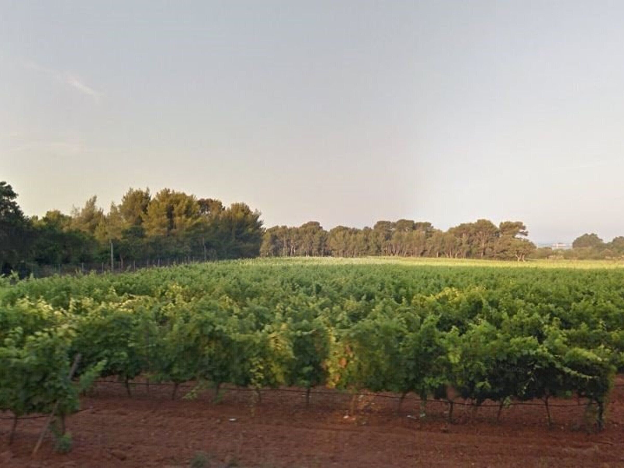 A vineyard with rows of grapevines and a dirt ground.
