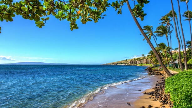 A beach with clear blue water, a sandy shore, and palm trees.